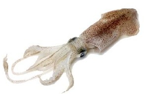 calamari squid