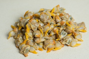 yellow clam coastal catch
