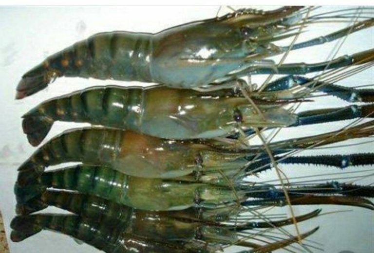 Exporters of Frozen seafood from India, Catching Area FAO 51 & 57