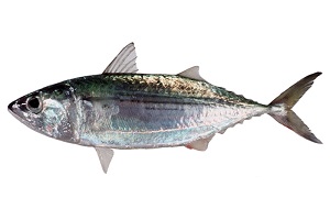 indian mackerel